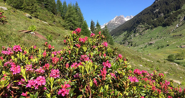 Alpenrosen im Meiental