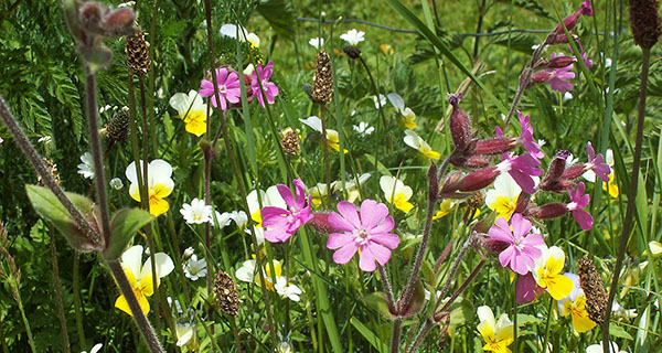 Blumenwiese im Meiental