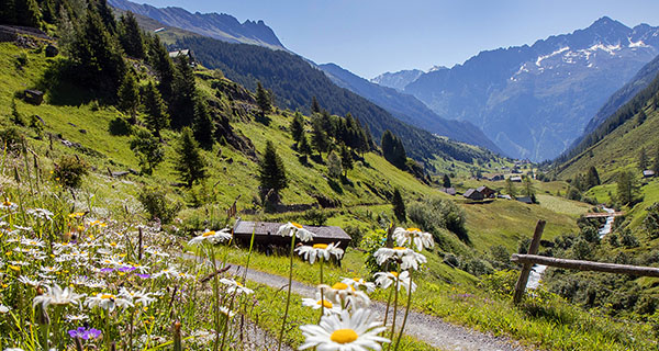 Blumenwiese im Meiental