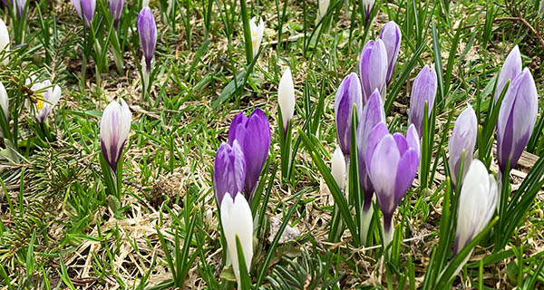 Blumenwiese im Meiental