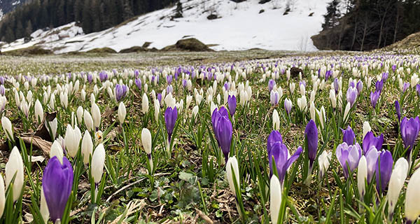 Blumenwiese im Meiental