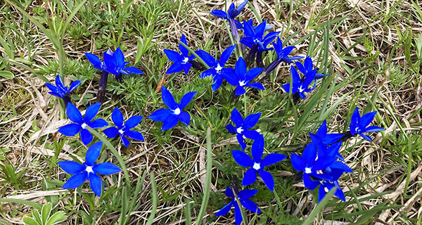 Alpenblumen im Meiental