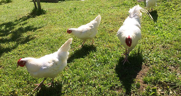 die Hühner vom Gästehaus Fürlauwi Meien