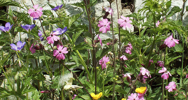 Blumen im Garten des Gästehaus Fürlauwi Meien