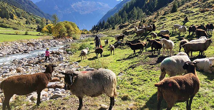 Wandern im Meiental zwischen den Schafen